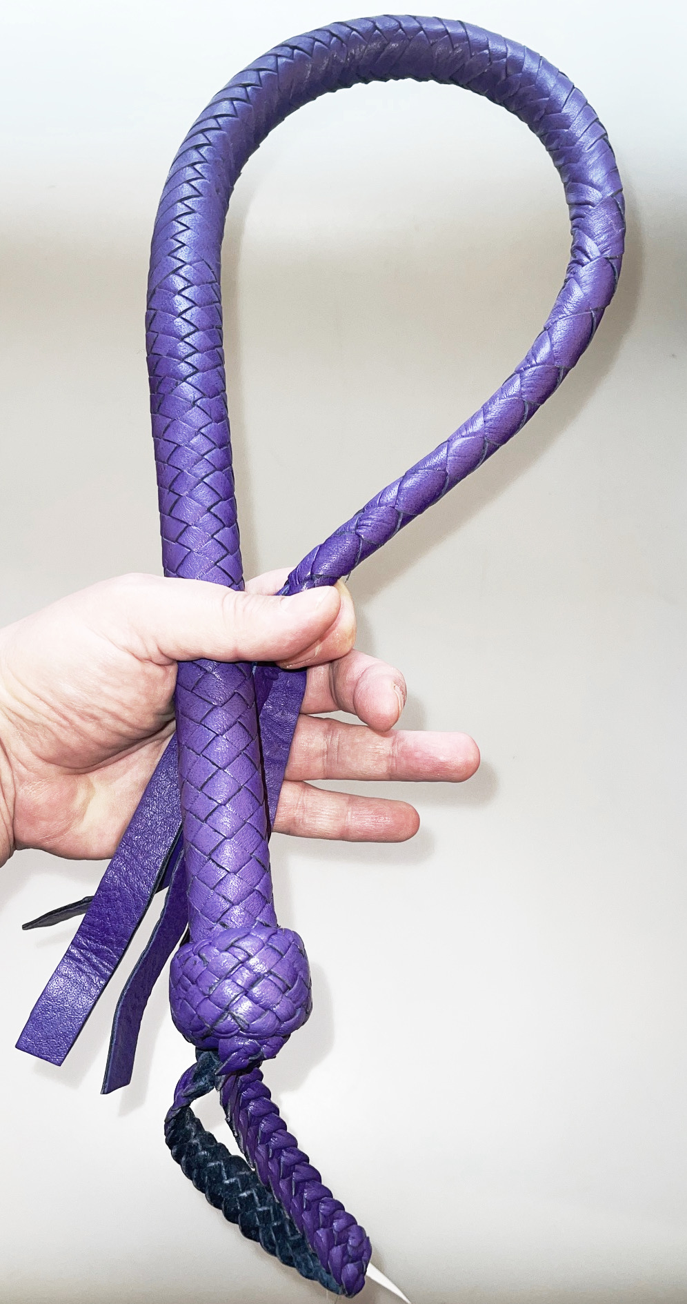 Kanadische Shortpeitsche kurze Singletail - Lila Purple